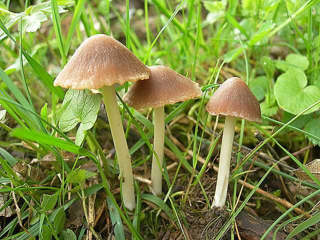Una peziza nel sacco e altre specie primaverili